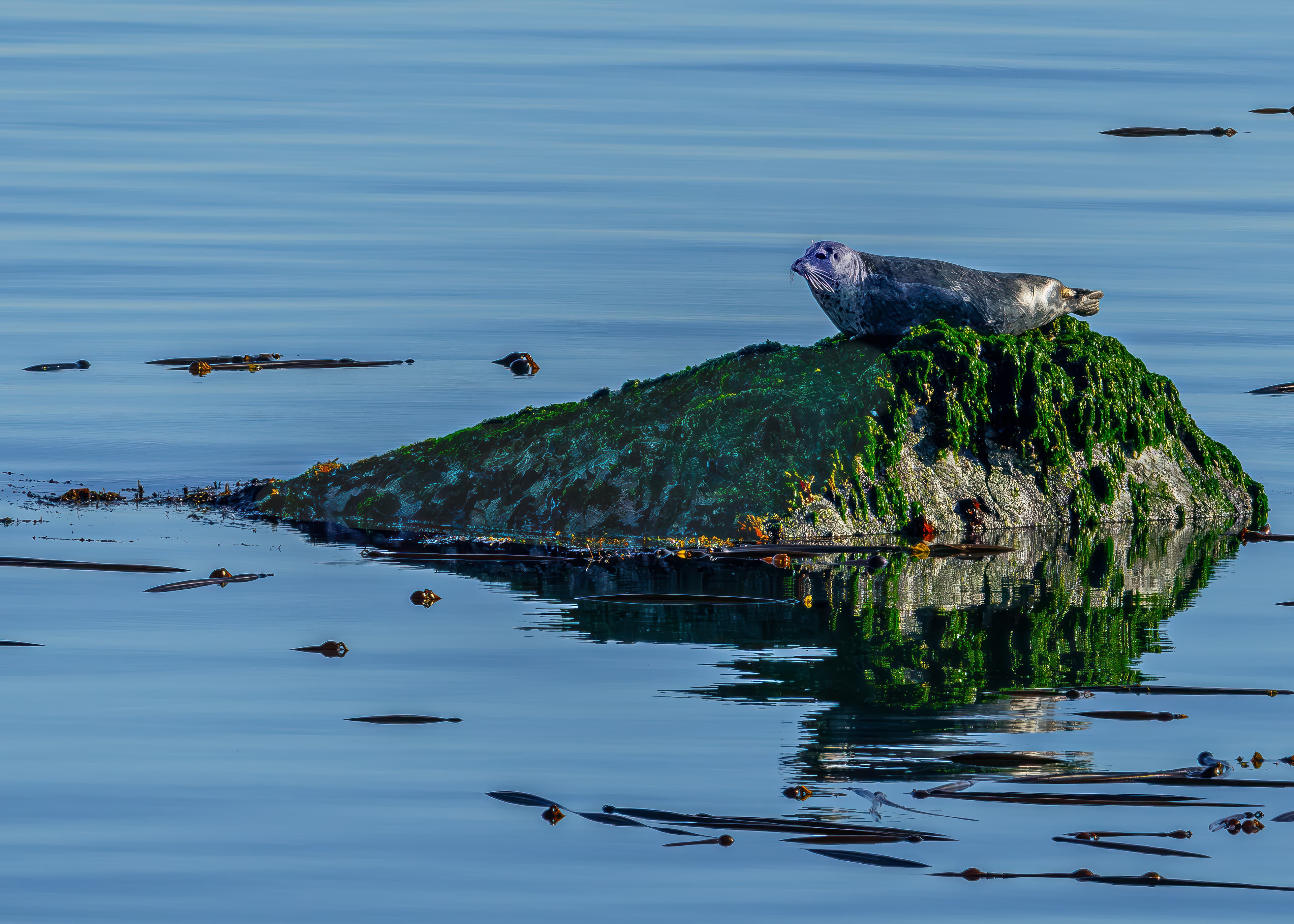 A harbor seal along the Strait of Juan de Fuca