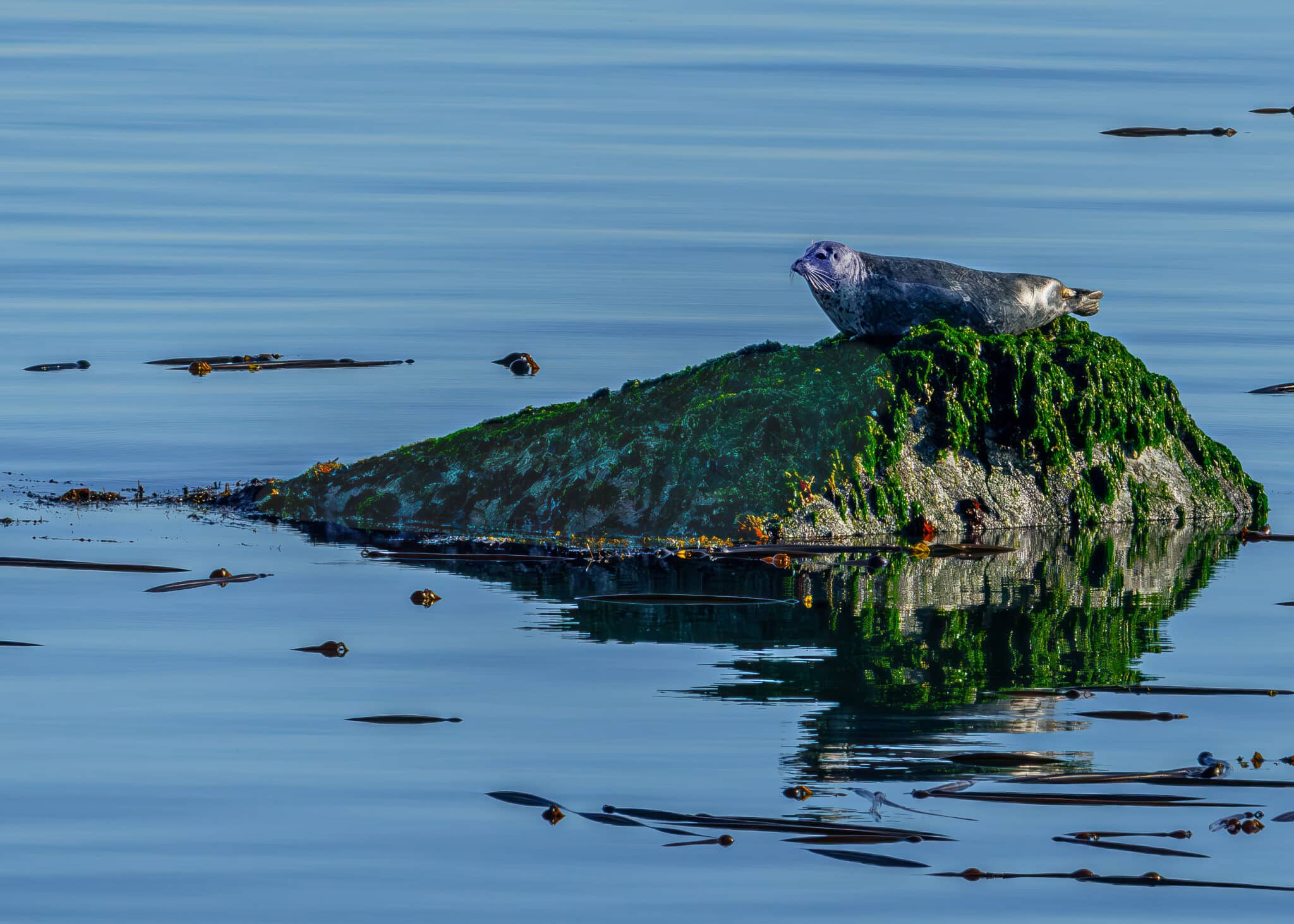 Steve Director S&C harbor seal 1920 x 1080