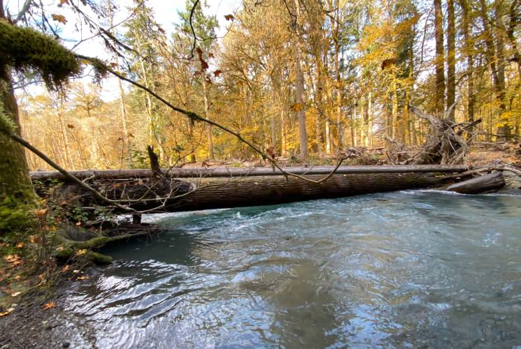 Large dead tree trunk over small river surrounded by trees