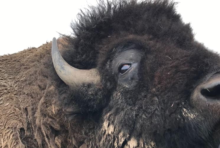 Close up of buffalo head and neck