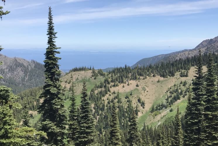 Mountain hills covered with large green evergreen trees and grass