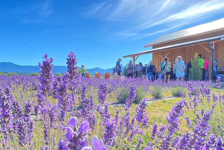 Building with wooden paneling next to a lavender field