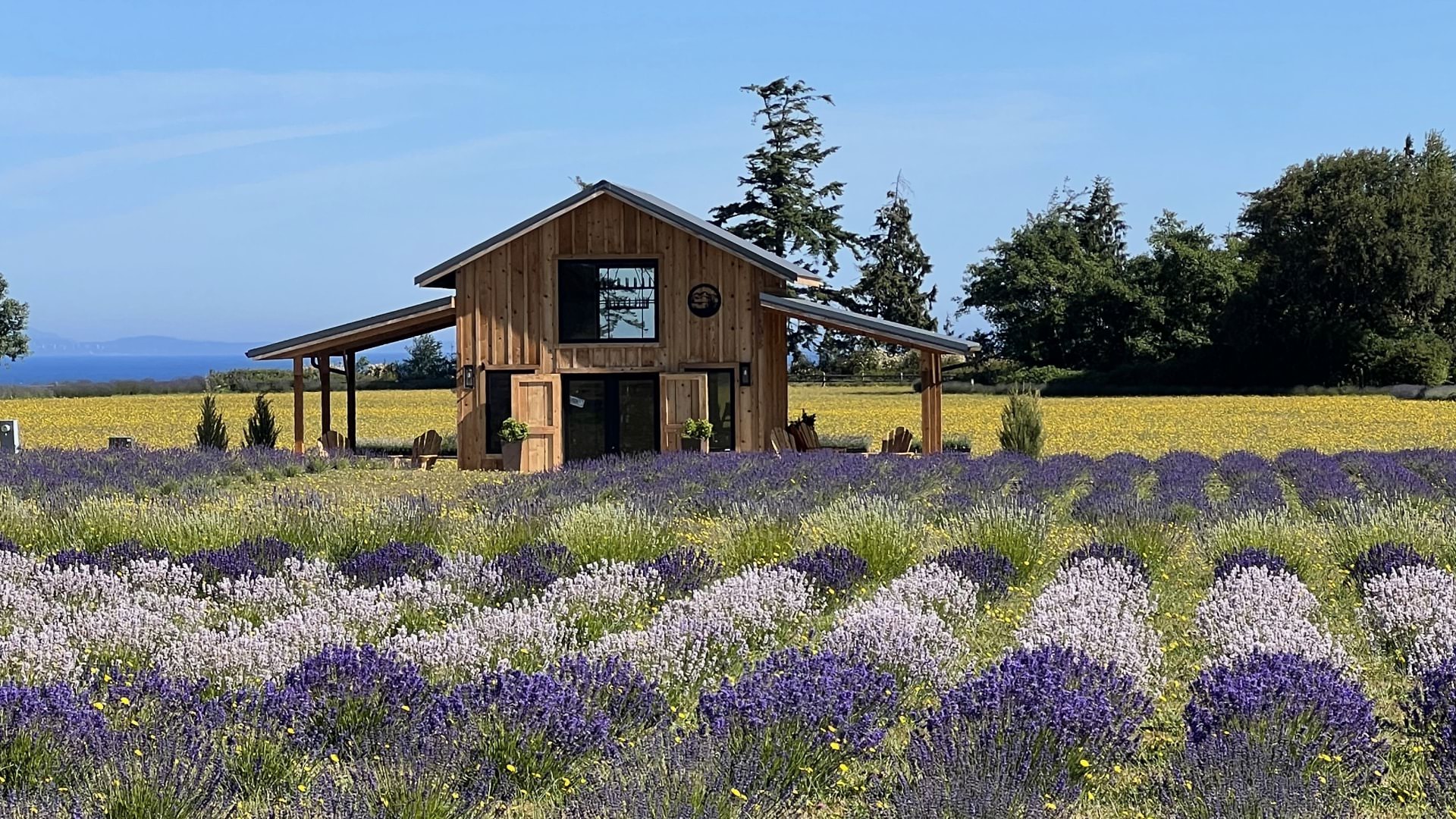 Small wooden building surrounded by a field planted with lavender and green trees in the background