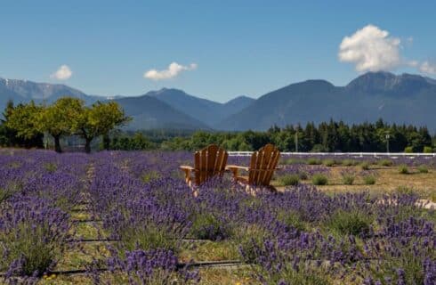 Two Adirondack chairs in the middle of a lavender field with mountains in the background