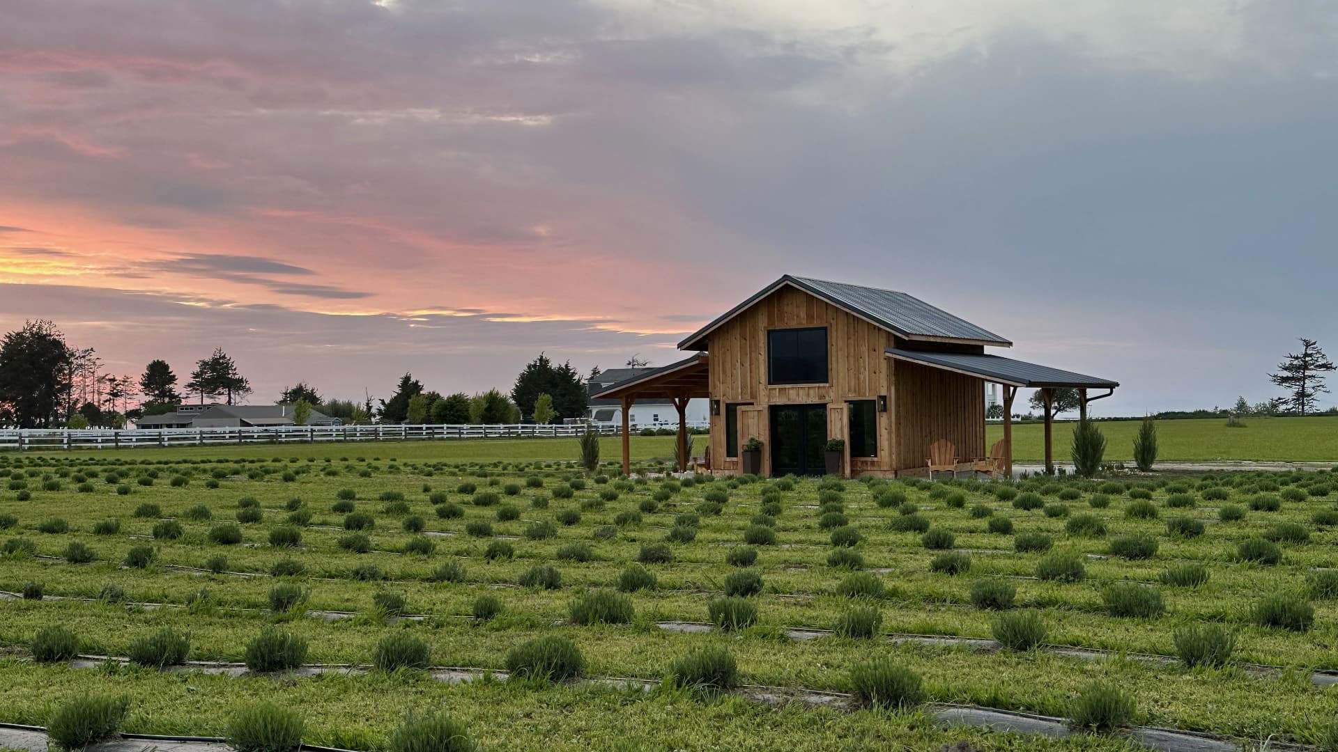 Small wooden building surrounded by a field planted with lavender and green trees in the background