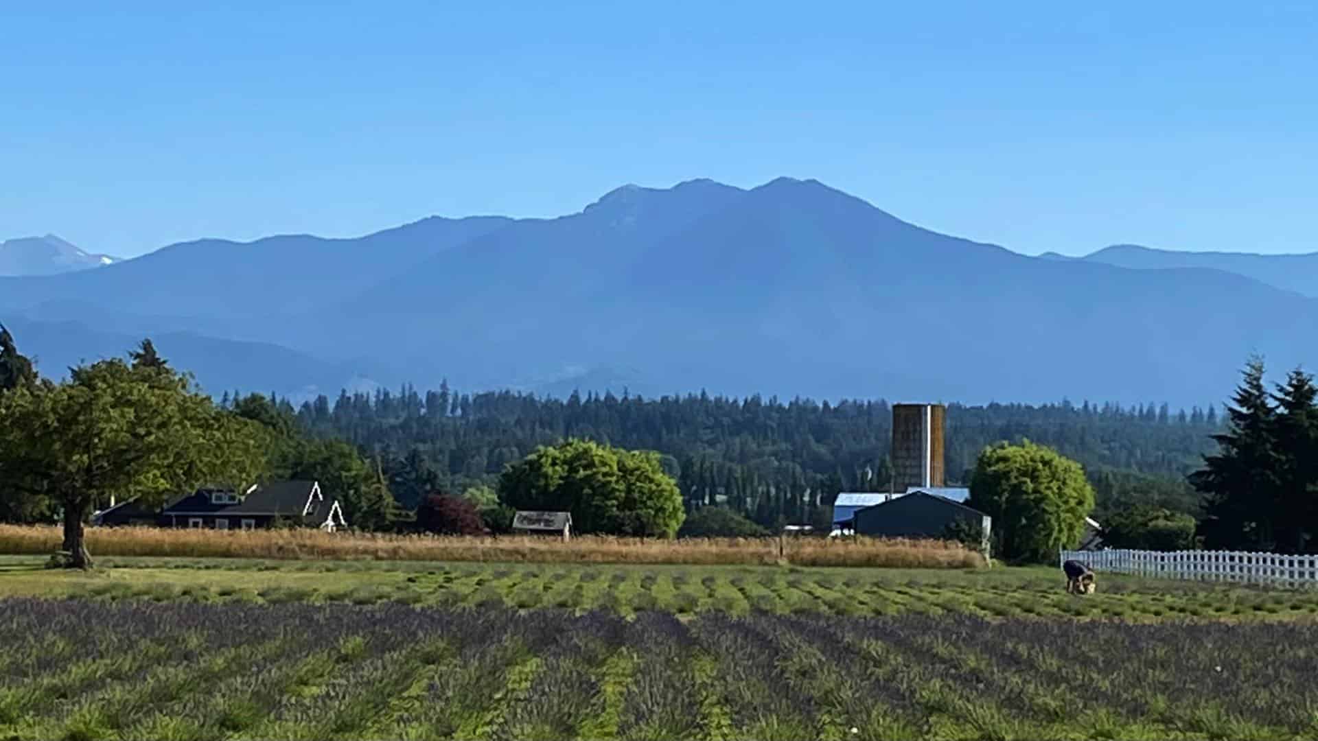 Lavender field with mountain range in the background