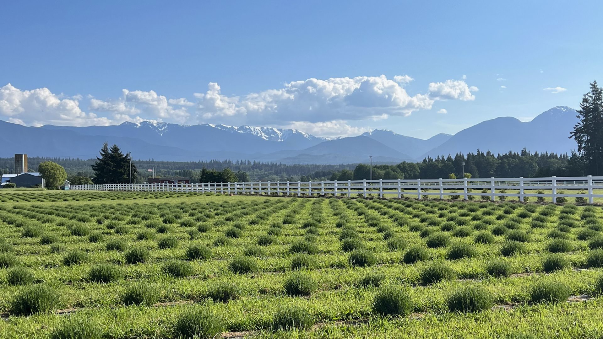 Large field with plants starting to grow with a mountain and clouds in the background