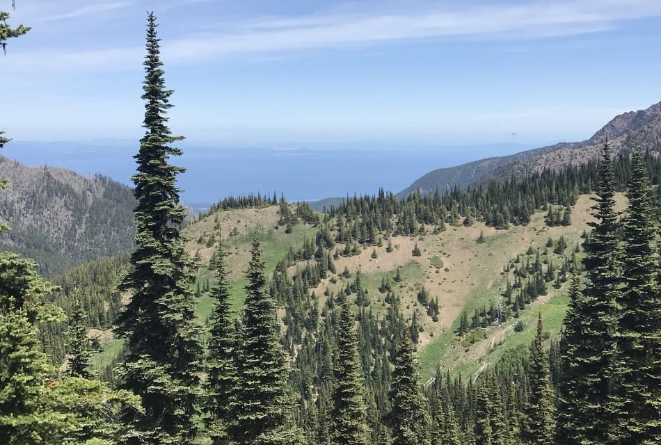 Mountain hills covered with large green evergreen trees and grass