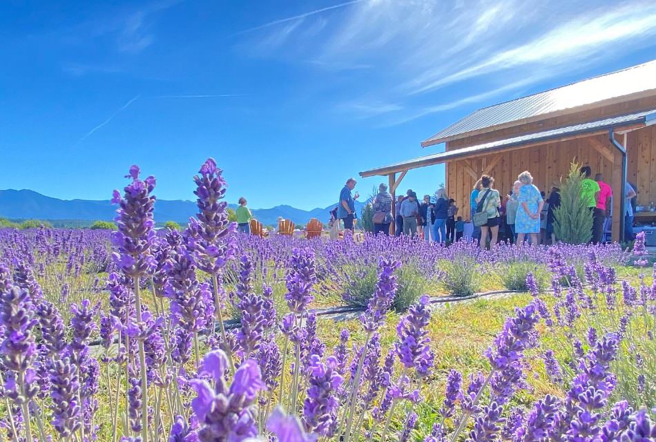 Building with wooden paneling next to a lavender field