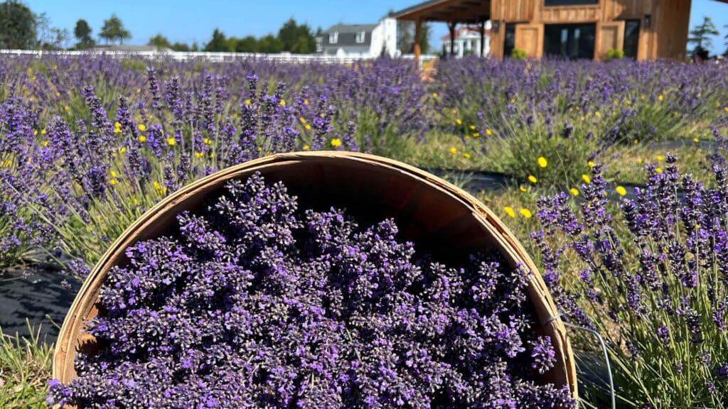 A bucket of lavender in front of a lavender field and a wood house in the background