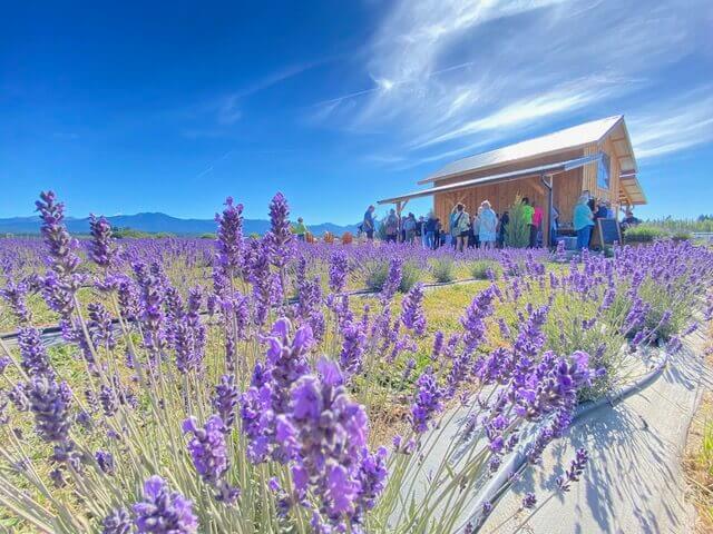 A field of lavender with people gathered around a wood barn.