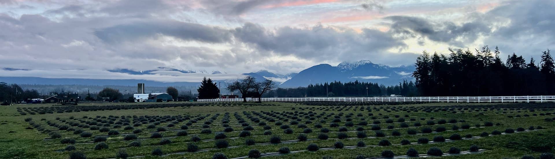 Large field with plants starting to grow with a mountain and clouds in the background