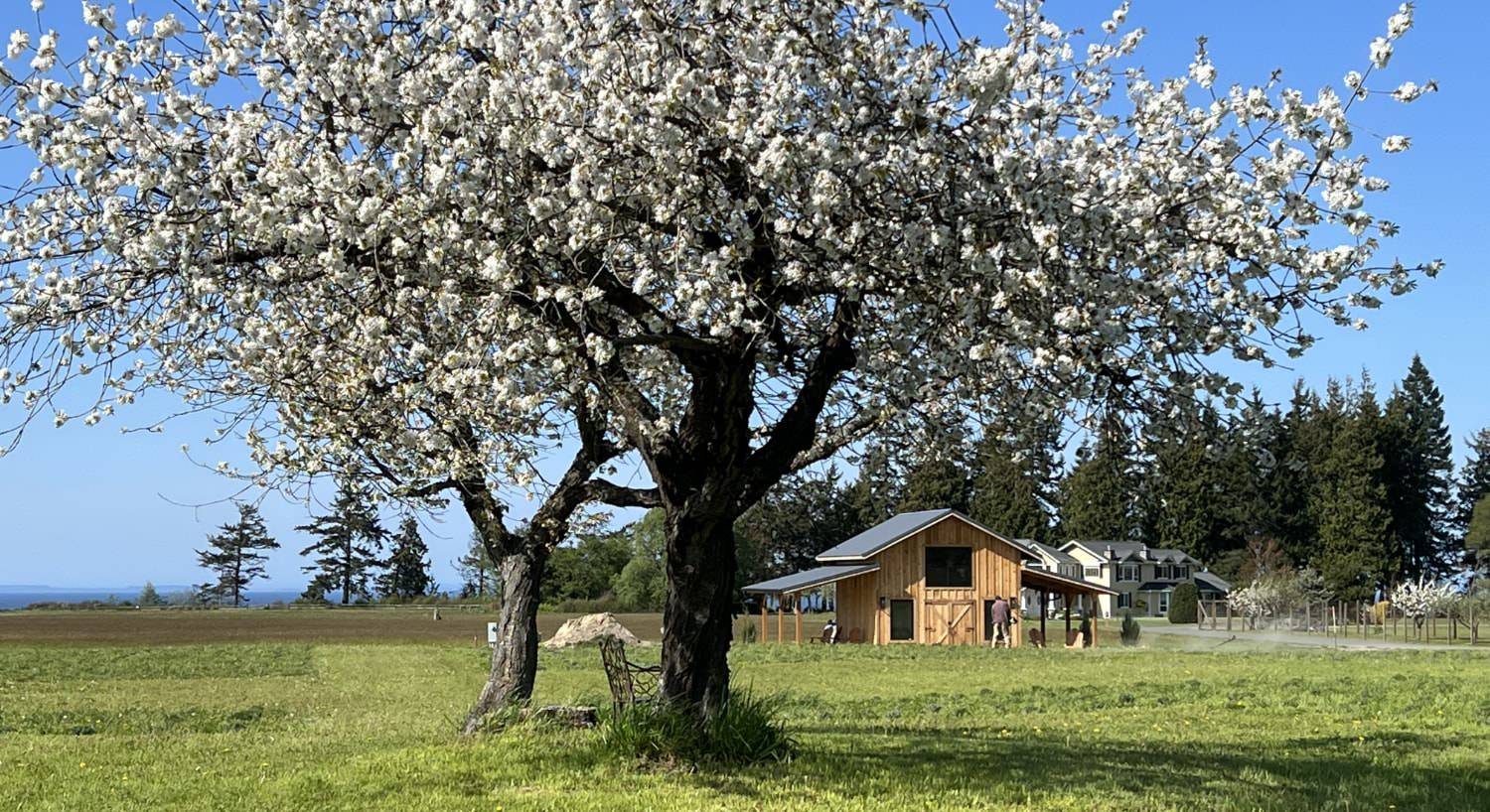 Two trees filled with white blooms surrounded by green grass