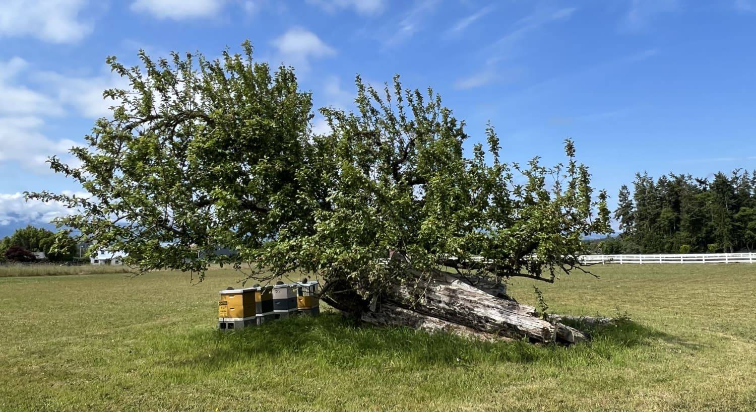 Odd shaped tree with green leaves next to four multicolored bee hives surrounded by green grass