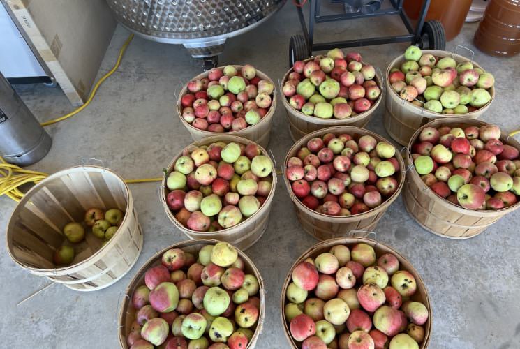 Multiple bushels of apples on a concrete floor