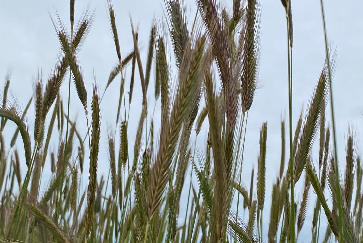 Close up view of heads of wheat