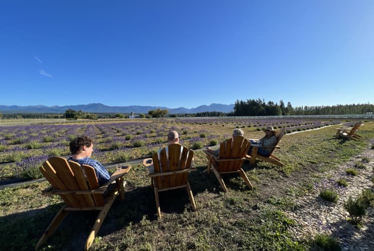 People sitting in multiple Adirondack chairs looking over a lavender field