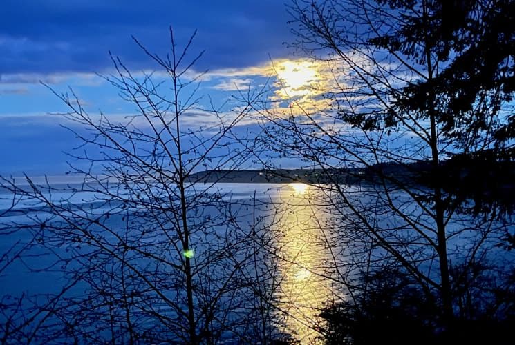 View of the water through trees without leaves under the moonlight